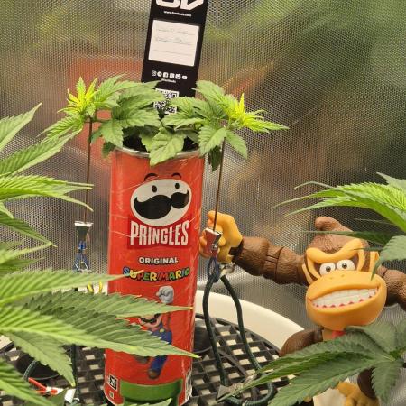 Gorillamelon (Pringles-Cup)