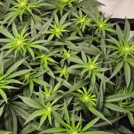 Kush für Karen