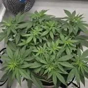 Kannabia Sunset Sherbet Go Fast