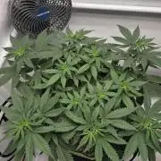 Kannabia Sunset Sherbet Go Fast