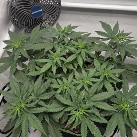 Kannabia Sunset Sherbet Go Fast