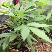CCG / Sensi Malibu OG Gold