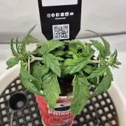 Gorillamelon (Pringles-Cup)