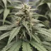 Kannabia Sunset Sherbet Go Fast