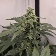 Kannabias Karibbean Mango