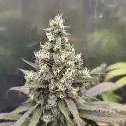Kannabia Candy Cream Go Fast