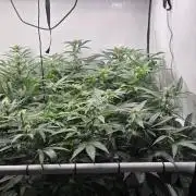 Kannabias Karibbean Mango
