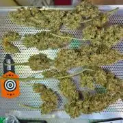 Kannabias Cherry Dream