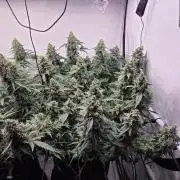 Kannabias Karibbean Mango