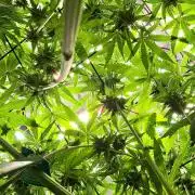 Kannabias Cherry Dream