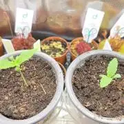 Kannabias Cherry Dream