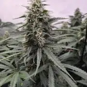 Kannabias Cherry Dream
