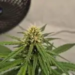 Kekse aus den Tropen