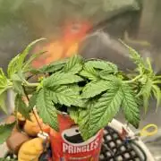 Gorillamelon (Pringles-Cup)