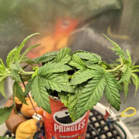 Gorillamelon (Pringles-Cup)