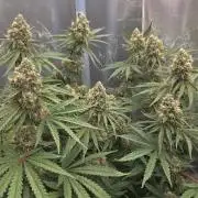 T.H.Seeds Bubble Banana Gum