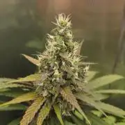 Kannabia Candy Cream Go Fast