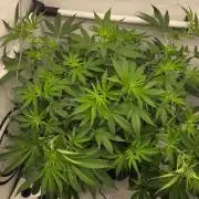 CCG / Sensi Malibu OG Gold