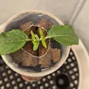 Gorillamelon (Pringles-Cup)