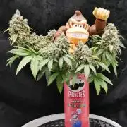 Gorillamelon (Pringles-Cup)