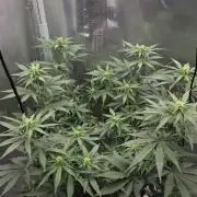 Kannabia Sunset Sherbet Go Fast