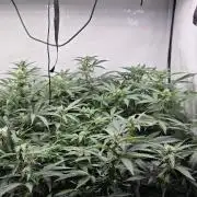 Kannabias Karibbean Mango