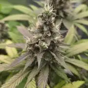 Kannabia Candy Cream Go Fast