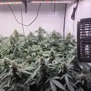 Kannabias Karibbean Mango
