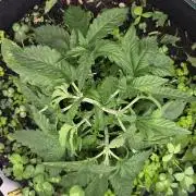 Kannabias Karibbean Mango
