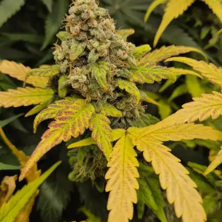 Schwarzes Mondgestein