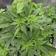 T.H.Seeds Bubble Banana Gum