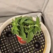 Gorillamelon (Pringles-Cup)