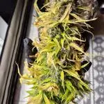 Zkittlez Auto 420