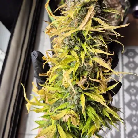 Zkittlez Auto 420