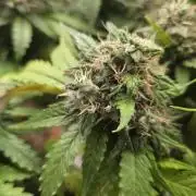 Kannabia Sunset Sherbet Go Fast