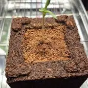 Lazyboyseeds Baked in Hossegor