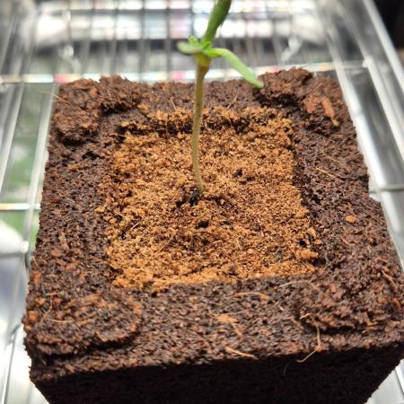 Lazyboyseeds Baked in Hossegor