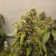 CCG / Sensi Malibu OG Gold