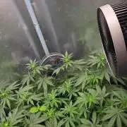 T.H.Seeds Bubble Banana Gum