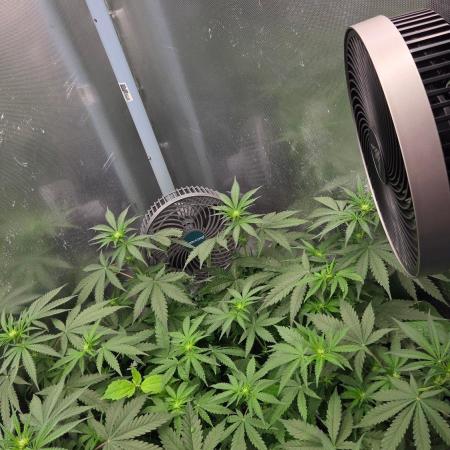 T.H.Seeds Bubble Banana Gum