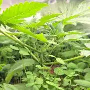 T.H.Seeds Bubble Banana Gum