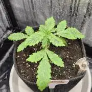 Lazyboyseeds Baked in Hossegor