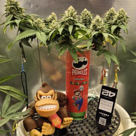 Gorillamelon (Pringles-Cup)