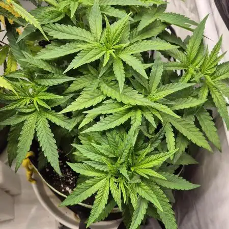 Kush für Karen