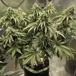 Kush für Karen