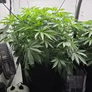 Kannabias Cherry Dream