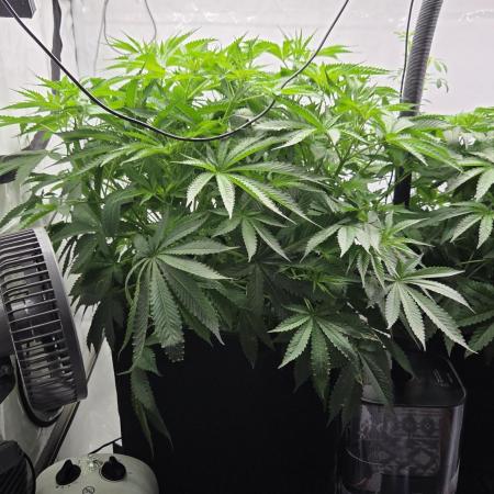 Kannabias Cherry Dream