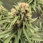 Kekse aus den Tropen