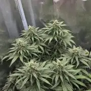 Kannabia Sunset Sherbet Go Fast