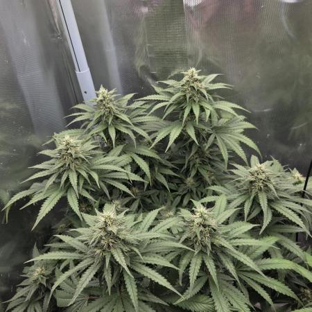 Kannabia Sunset Sherbet Go Fast